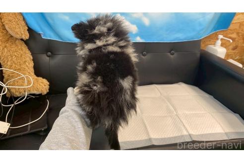 成約済の兵庫県のポメチワ:ポメラニアン×チワワ-382007の4枚目